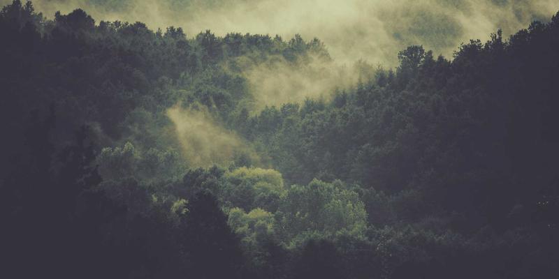 吴哥遗产的阴影：柬埔寨野生动物非法贸易如何威胁高棉文化与生态传承