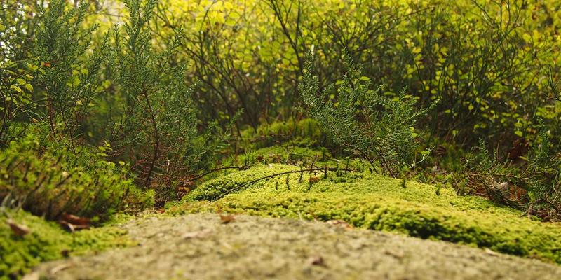 柬埔寨暹粒：穿越千年的庙宇朝圣之旅，探寻吴哥文明的永恒魅力