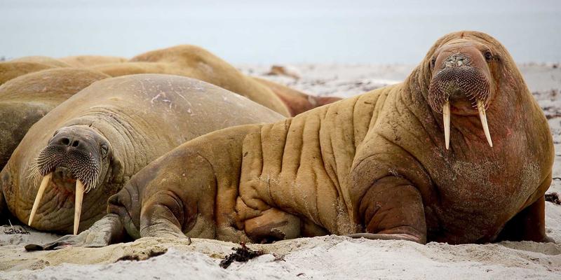 柬埔寨遗产之旅：探秘洞里萨湖水上村庄与千年寺庙的生态文化体验